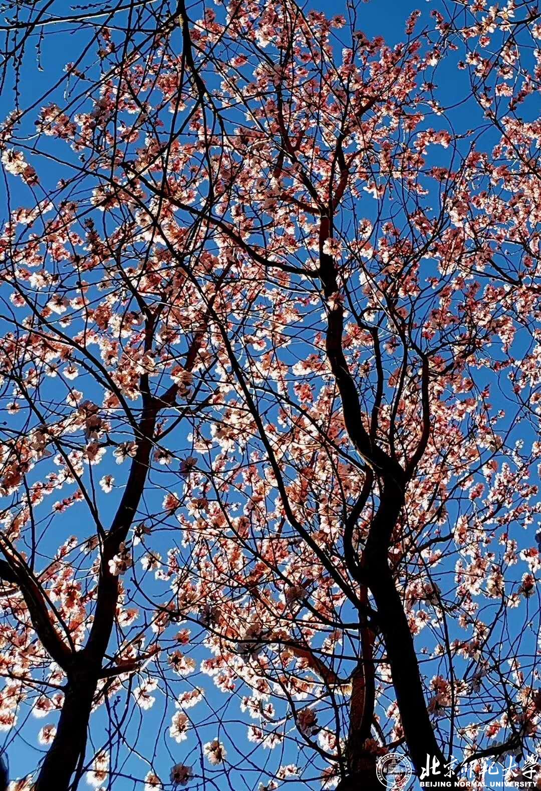 本期推出《百花迎春》专辑