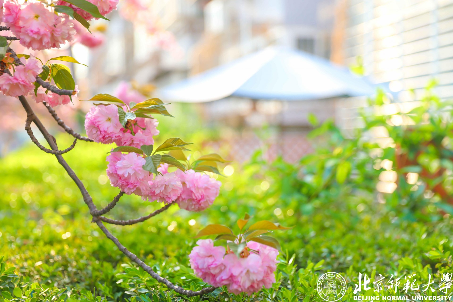 樱花正盛